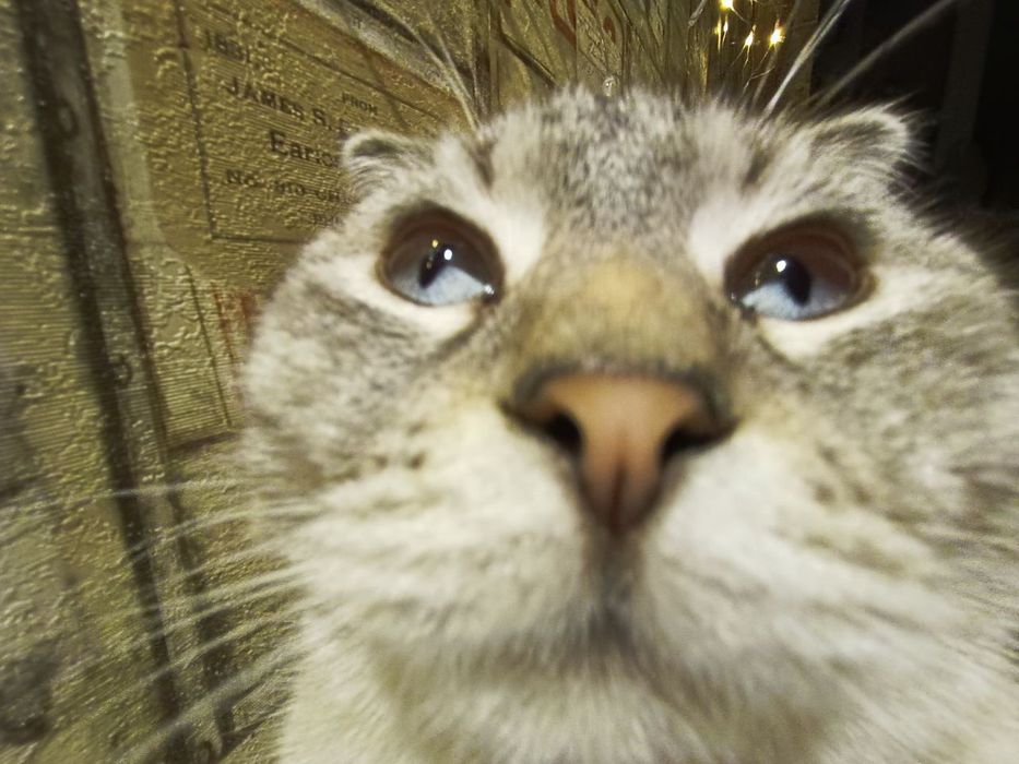 Намалюю Вашого улюбленця!