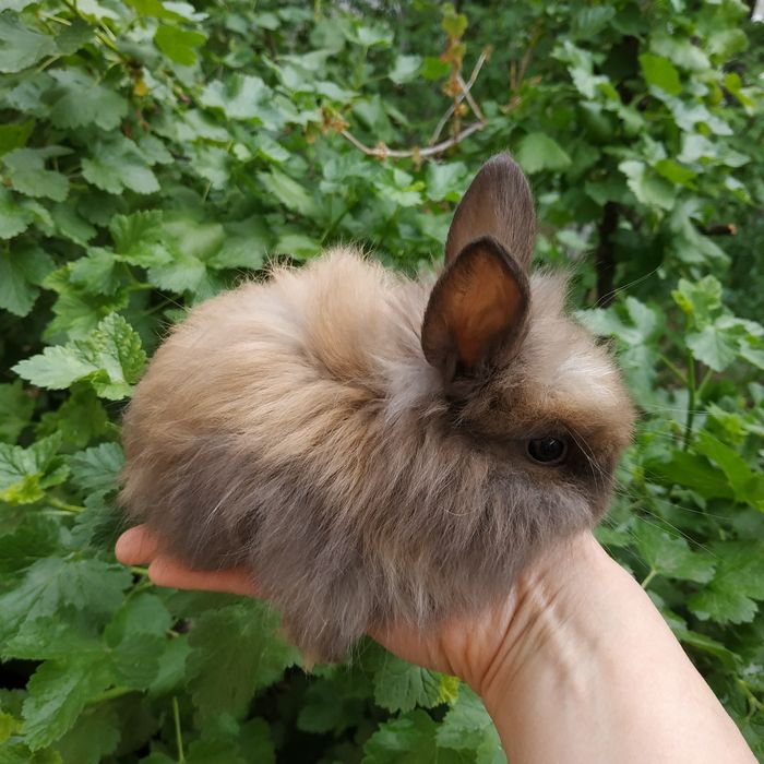 Шоколадные зайчики рыжие мини кролики белые крольчата в Харькове кроли