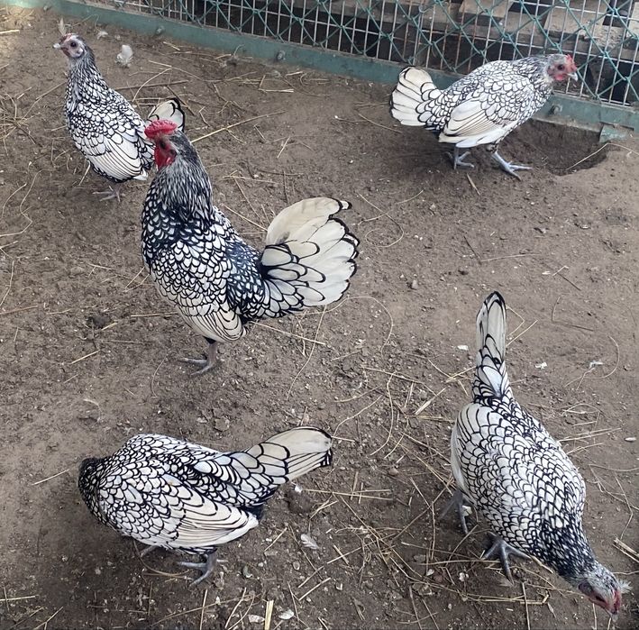 Jaja legowe sebrytka