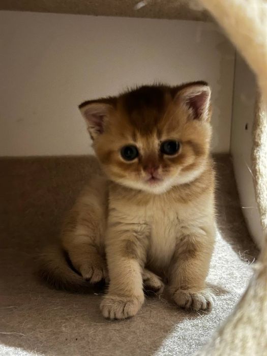 Шикарний золотий