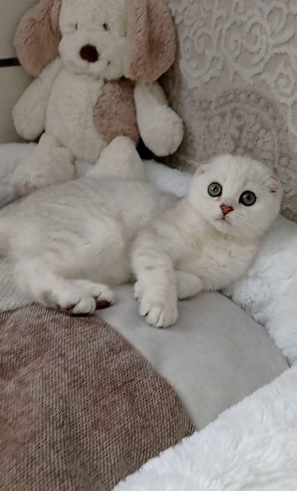 Шикарный котенок  девочка шиншилла