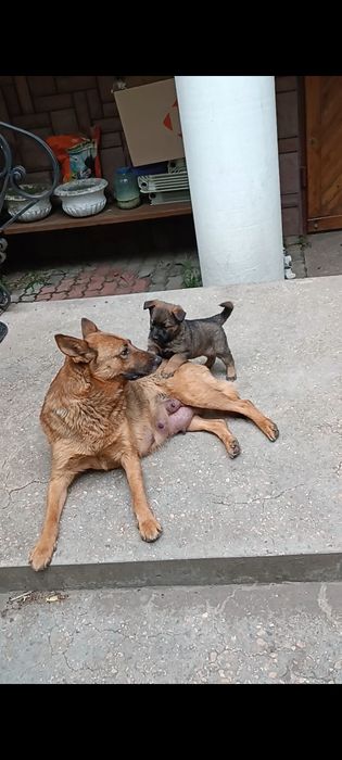 Собачки безкоштовно