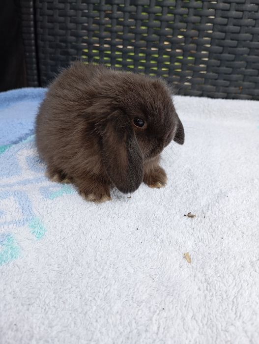 Królik mini lop miniaturka