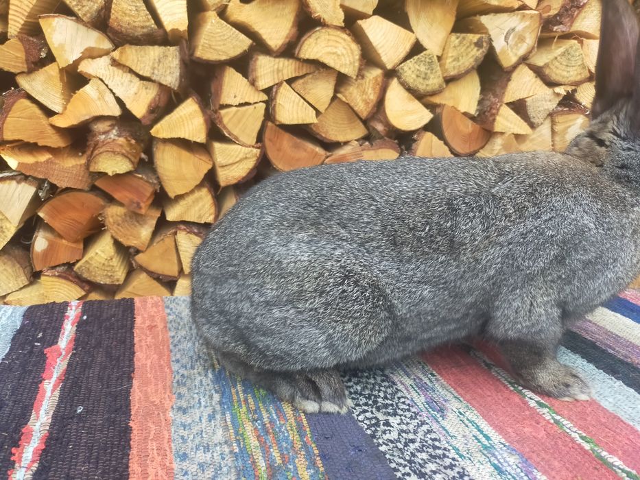 Молодий робочий самець Строкача . Кролі .