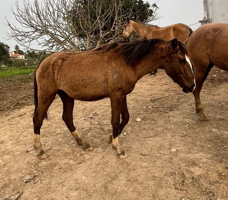 Vendo cavalos Lusitanos, éguas, poldros, poldras (Ler descrição)