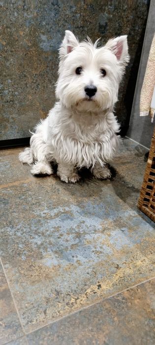 West Highland White Terrier- piesek