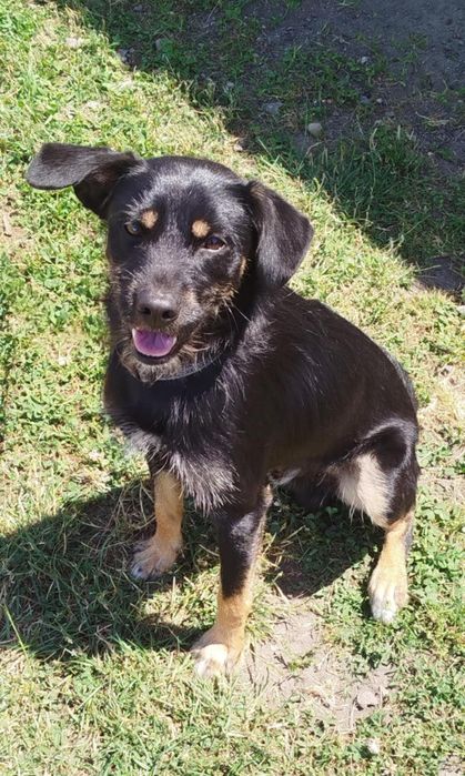 Oddam psa w dobre ręce