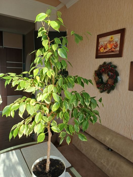 Продам фікус Бенжаміна