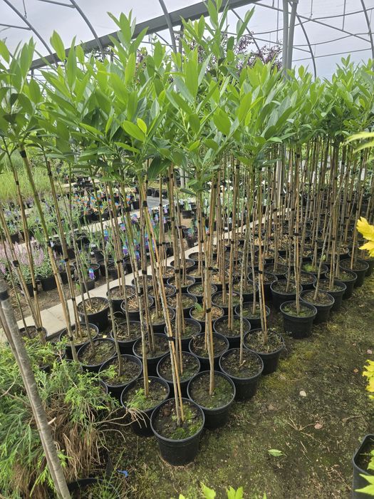 Laurowiśnia na Pniu 150 cm glogownik kanzan amanogawa pisardii poznan