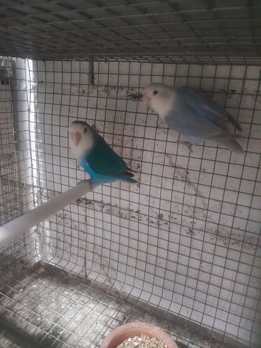 Agapornis longfeather