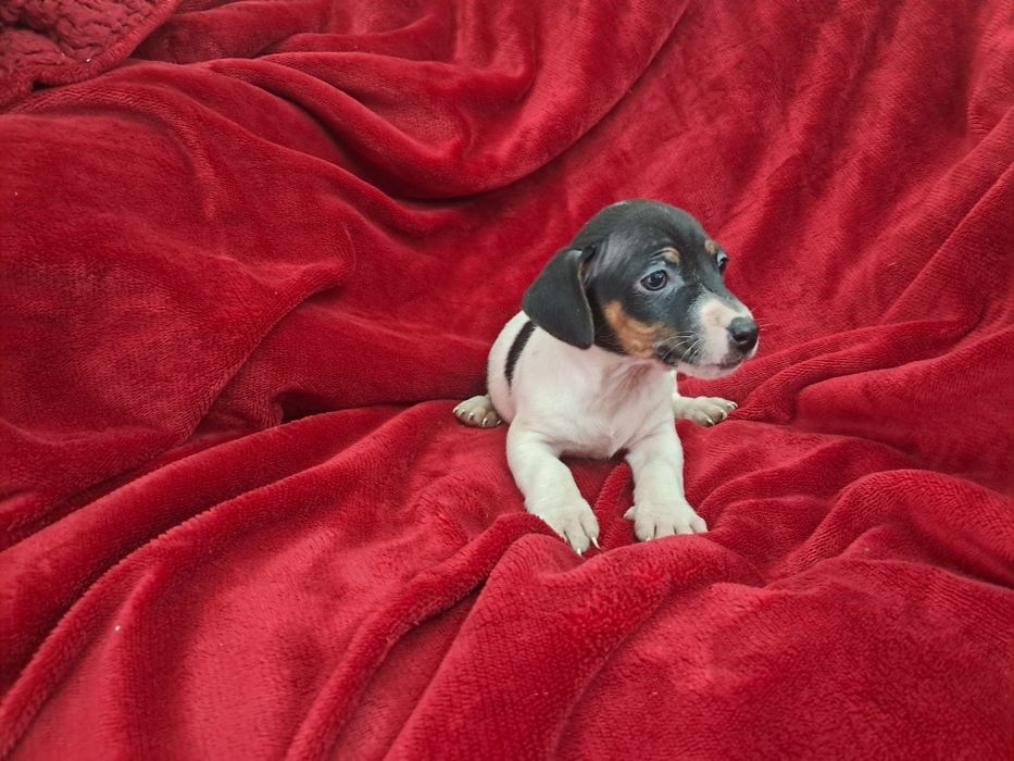 Jack russel fantastica