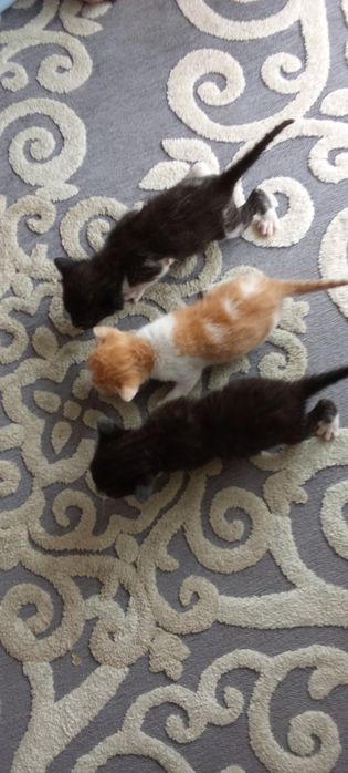 Gatos para adoção