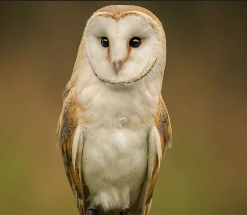 Aves para cedensia