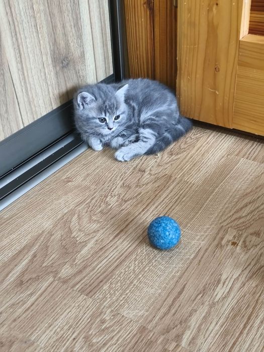 Шотландська прямовуха кошенята
