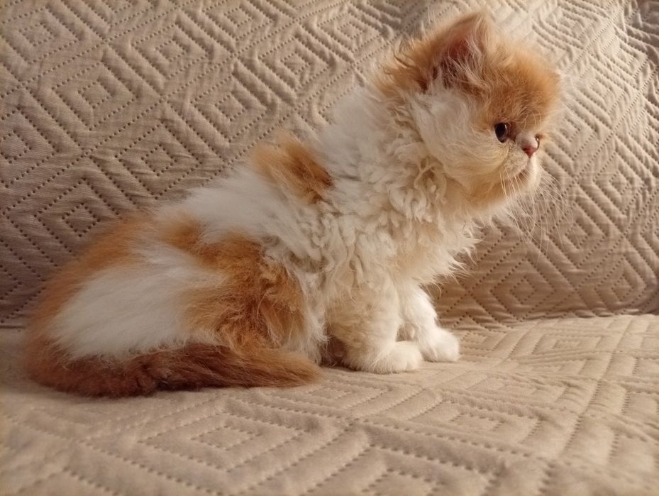 Persa menino fofo