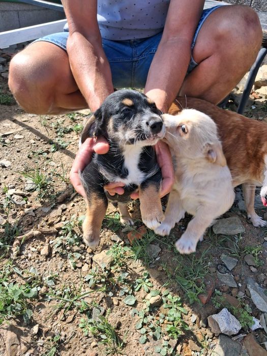 Cachorros porte pequeno