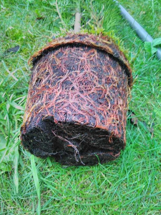 PRODUCENT Tuja Szmaragd 150 - 160 cm w Donicy 100%przyjecie SUPRAŚL