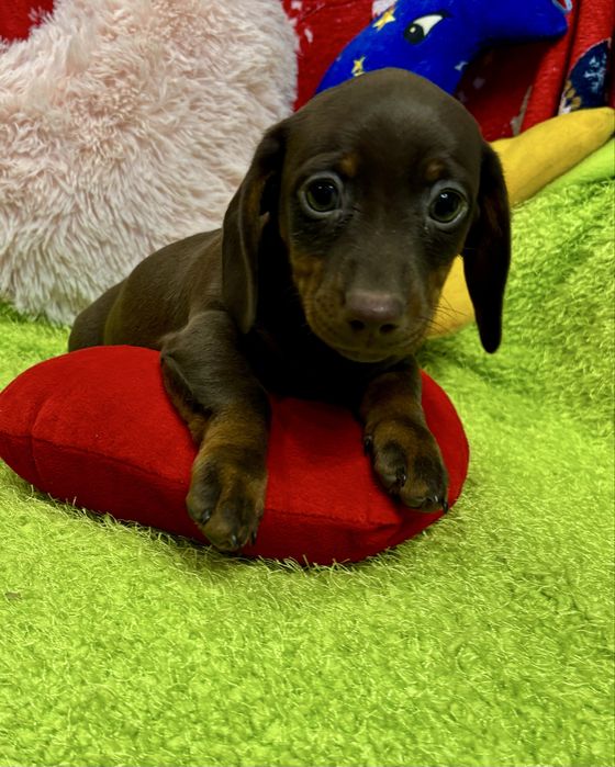 Jamnik miniaturowy-piesek zarezerwowany