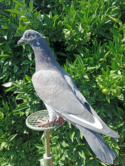 Pombos negaça italianos