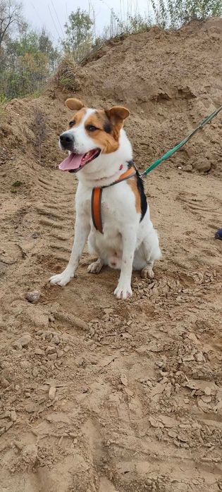 Laki,duży cudowny pies