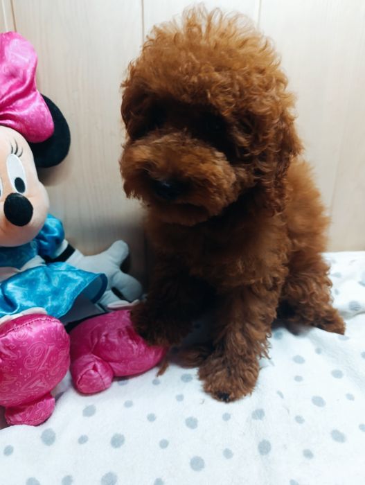 Пудель Той Ред Браун