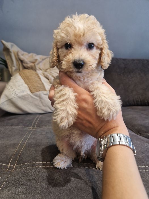 Piesek cockapoo F1B cockapoo/pudel toy