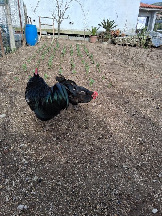 Ovos Galinha Preta Lusitânica