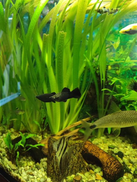 Trawa vallisneria gigantea