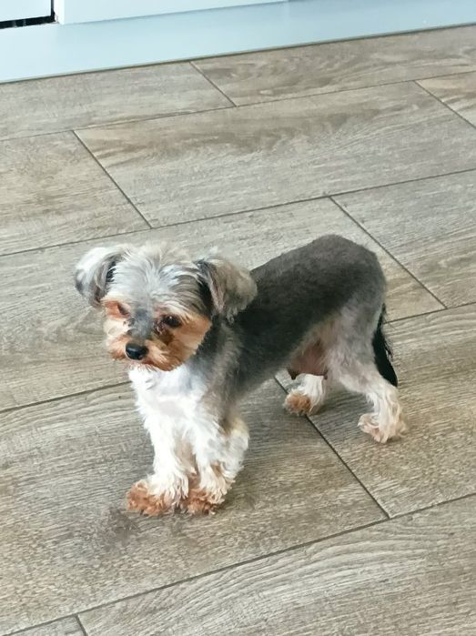 York Terrier Mini Gotowe na zmianę domu