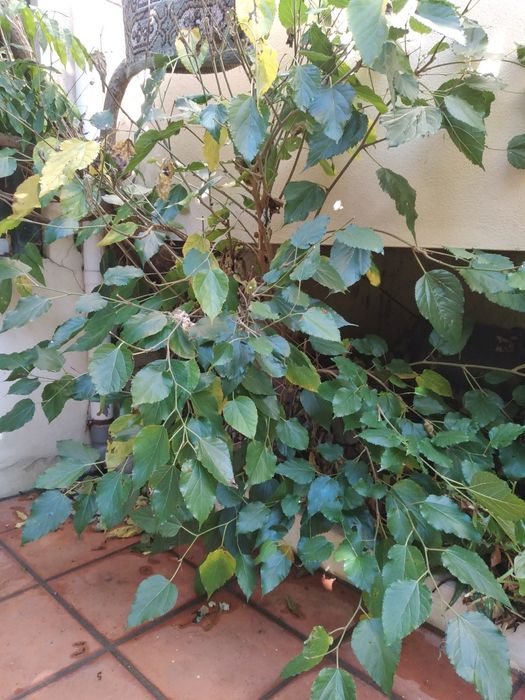 amoreira a dar fruto