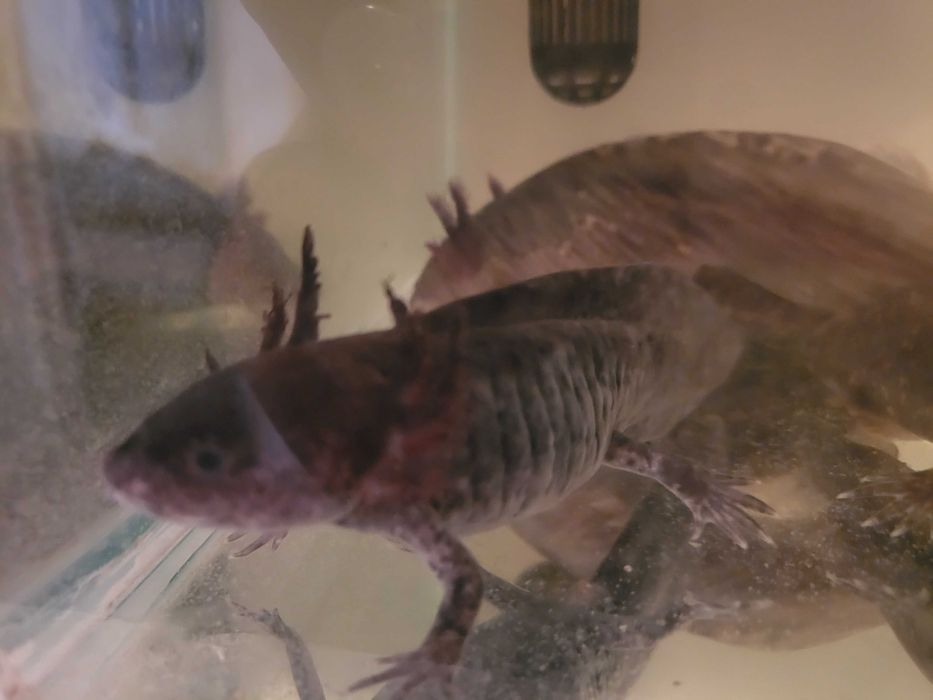 Axolote 15cm de pura beleza