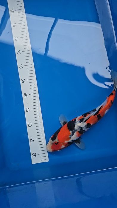 SHOWA ISA KOI FARM 32/35CM