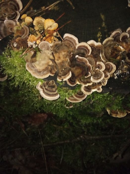 Z Podlasia syrop odporność oxymel zakwas bez bez rokitnik miodunka