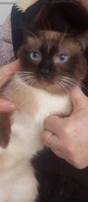 хлопчик безкоштовно