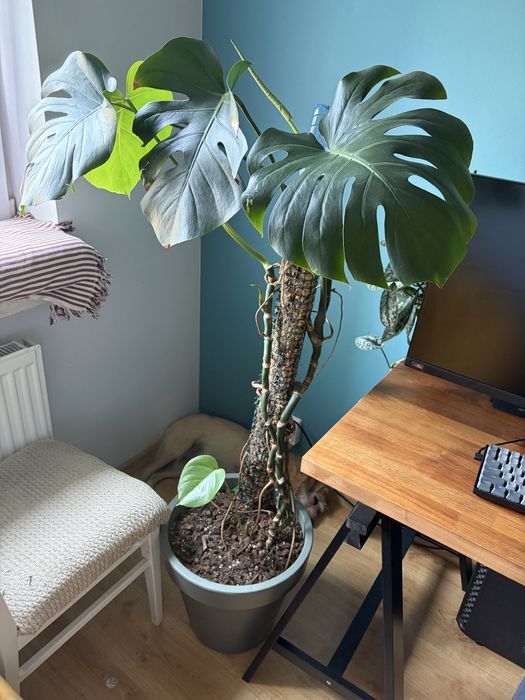 Monstera Roślina Doniczka kwiatek doniczkowy