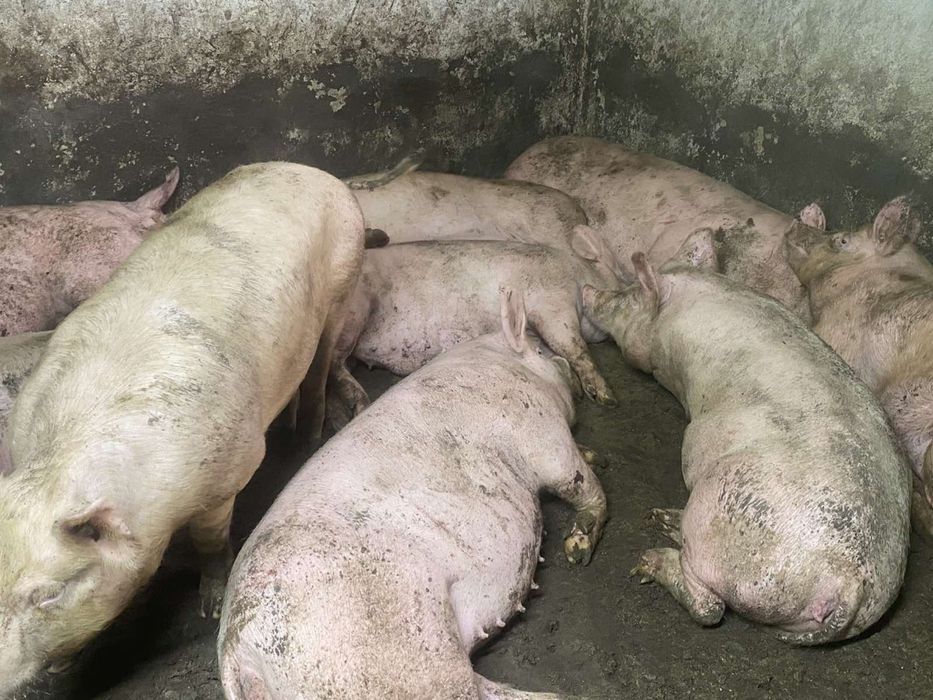 Продам свині мясні та мясосальні
