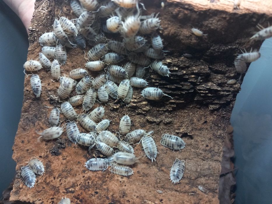 Isopody Armadillidium werneri / Porcellio laevis