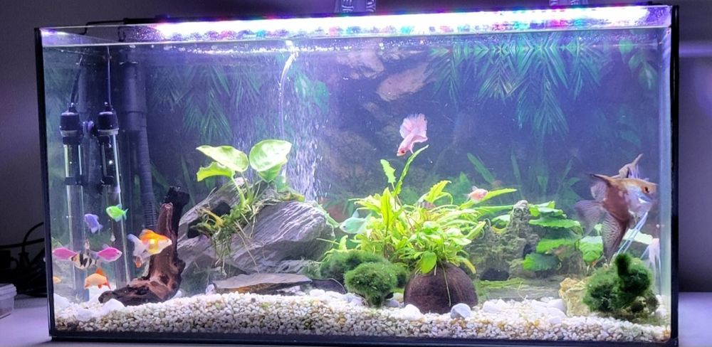 Akwarium z życiem