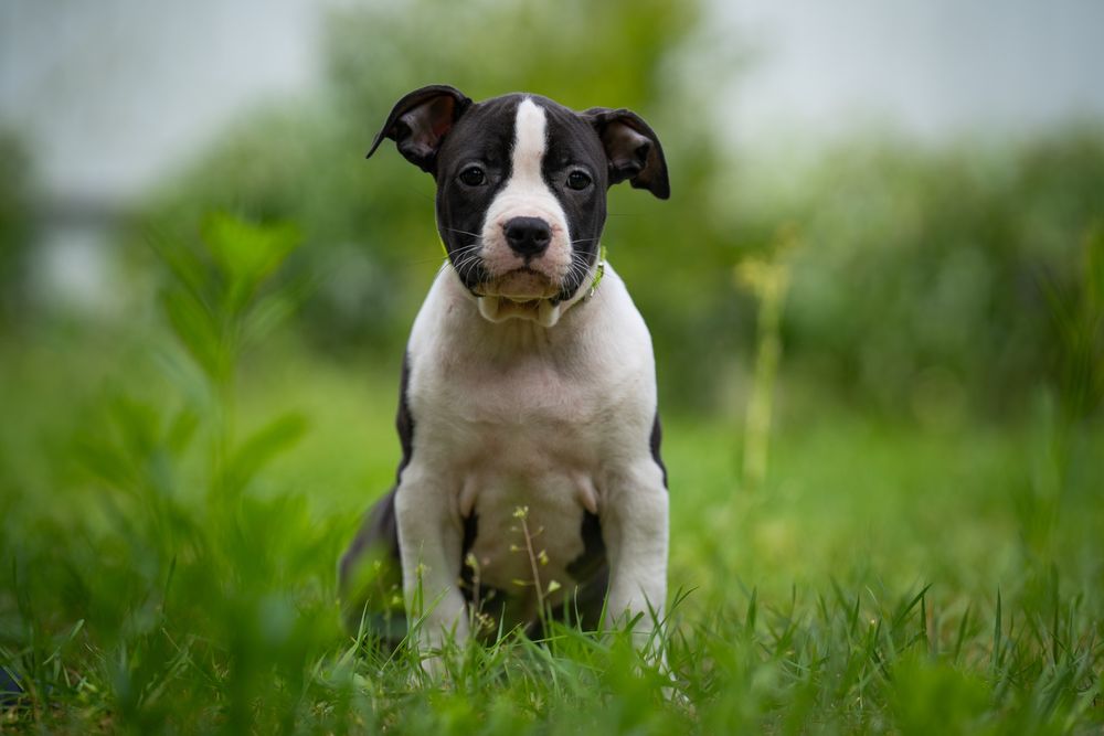 Шикарна куколка стафа