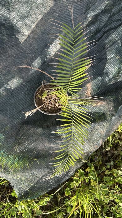 Palmeira lytocaryum weddellianum