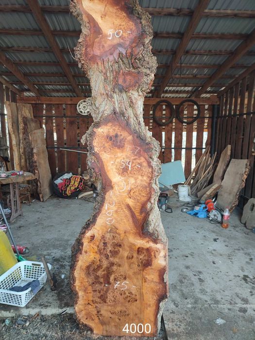 Кап капова тополя