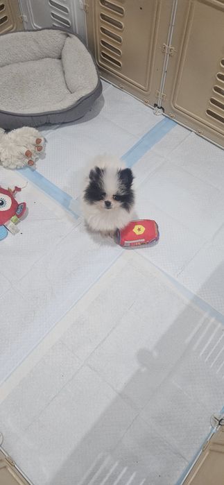 Szpic Miniaturowy pomeranian suczka
