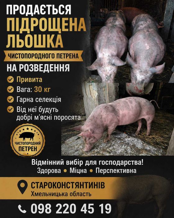 Льошки петрена парувального віку