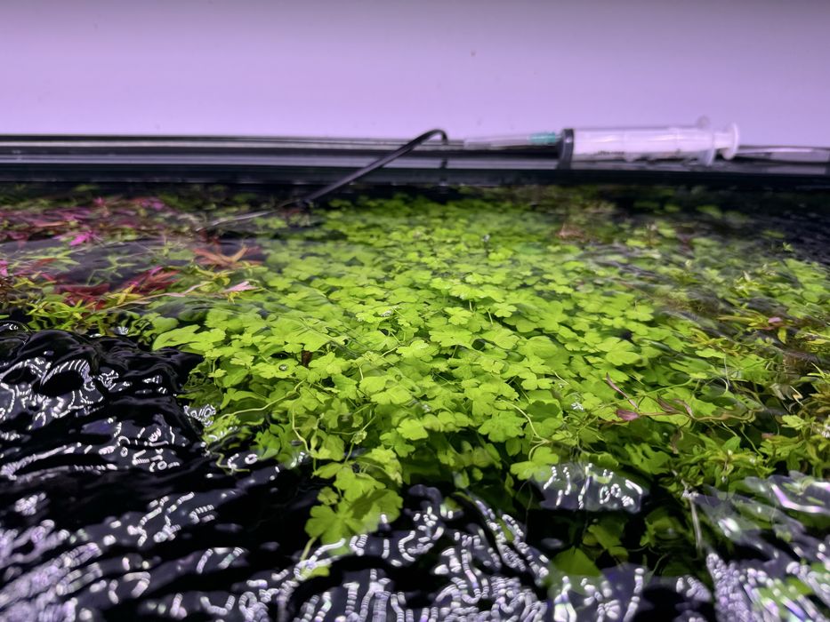 Vendo aquário plantado completo 120 X 50 X50 com filtro JBL 1502 sistema CO2 luminária week Aqua e móvel