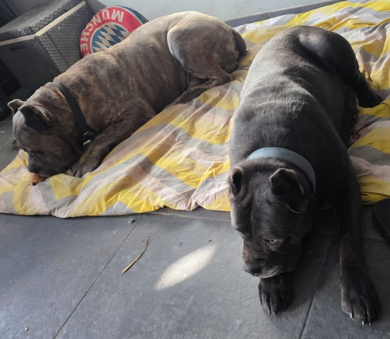 Cane Corso Italiano SUCZKA BŁĘKITNA (4 miesięczna)