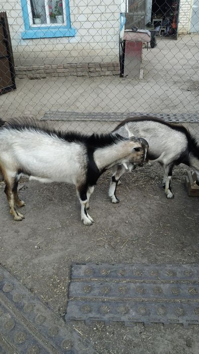 Продам пару козликів