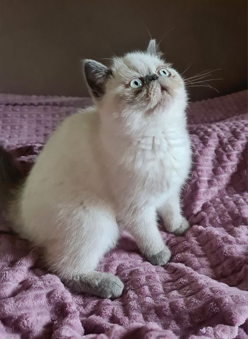 Кицюня-гарнюня  екзотик.