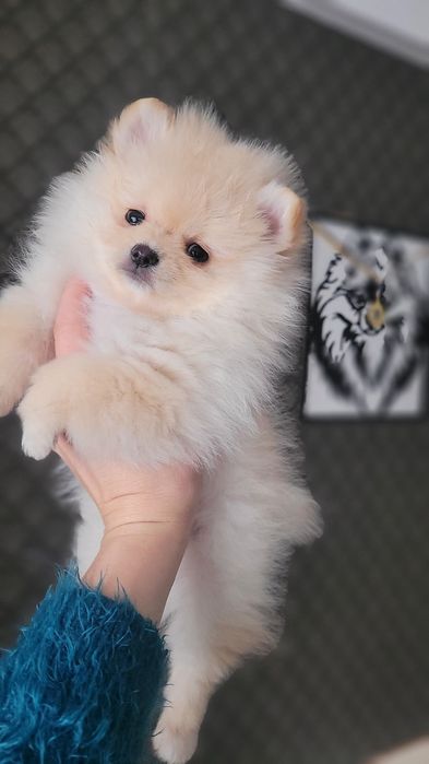 Померанський шпіц  дівчинка