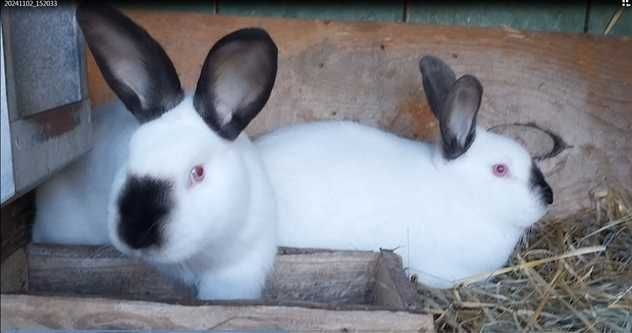 Кролі різного віку. Мясо кролика