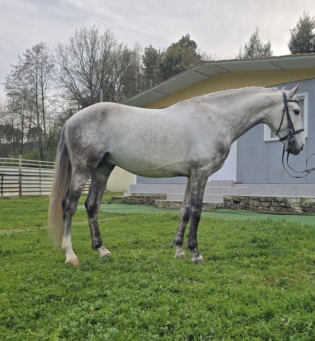 Cavalo PSL, com 5 anos